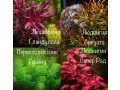 akvariumnye-rasteniya-mkhi-paporotniki-butsefaland-small-7