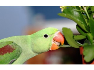 Птенцы выкормыши александрийского попугая