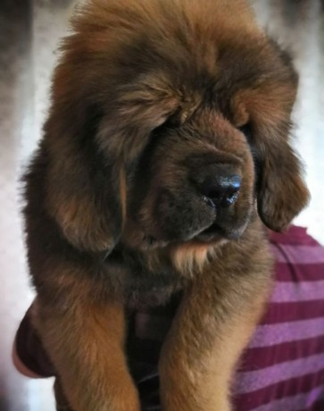 shchenki-tibetskogo-mastifa-big-2