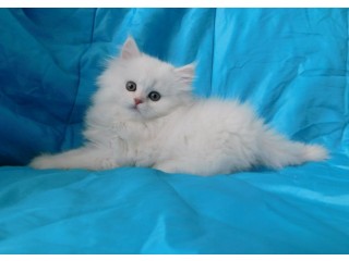 Шотландские белоснежные котята.Возможна доставка