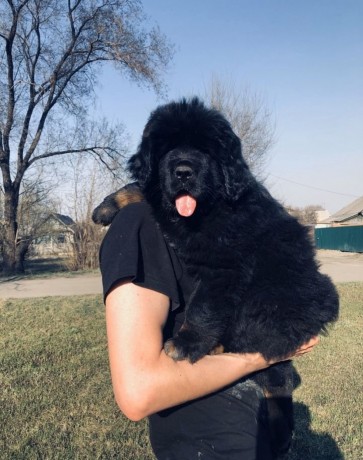 tibetskiy-mastif-big-1