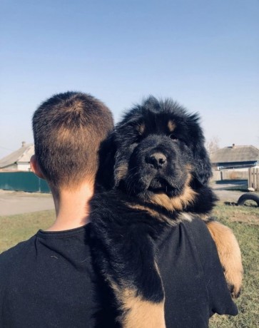 tibetskiy-mastif-big-0