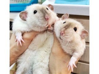Крысята породистые сиамские дамбо