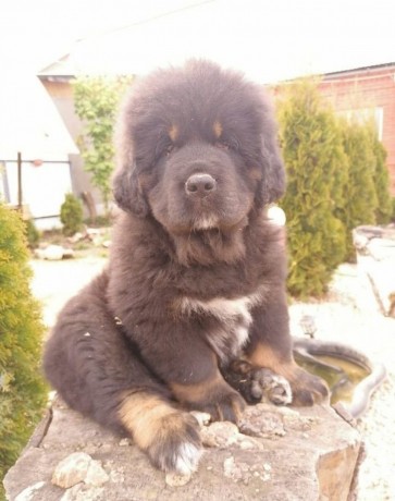 tibetskie-pupsy-big-0