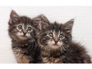 Мраморные котенки-сестренки Феня и Веня ищут семью