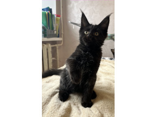 Чисто черный котенок Мейн-Кун